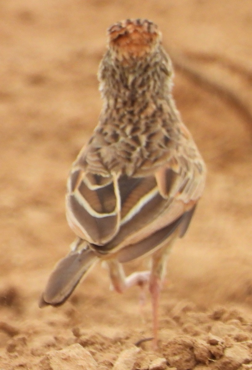 Rufous-naped Lark - ML627640370