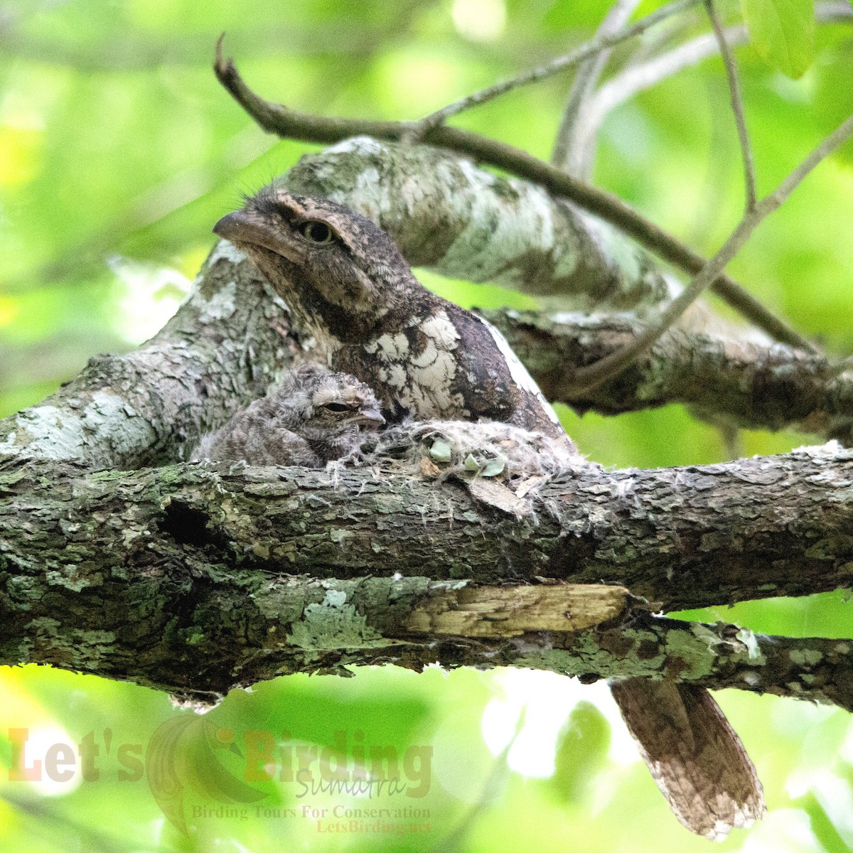 Sunda Frogmouth - ML627640457