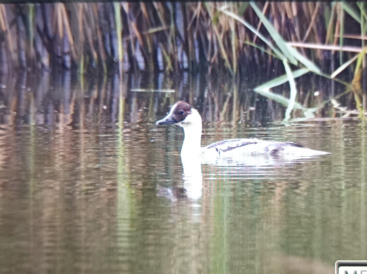 Цахиур бохио - ML627640461