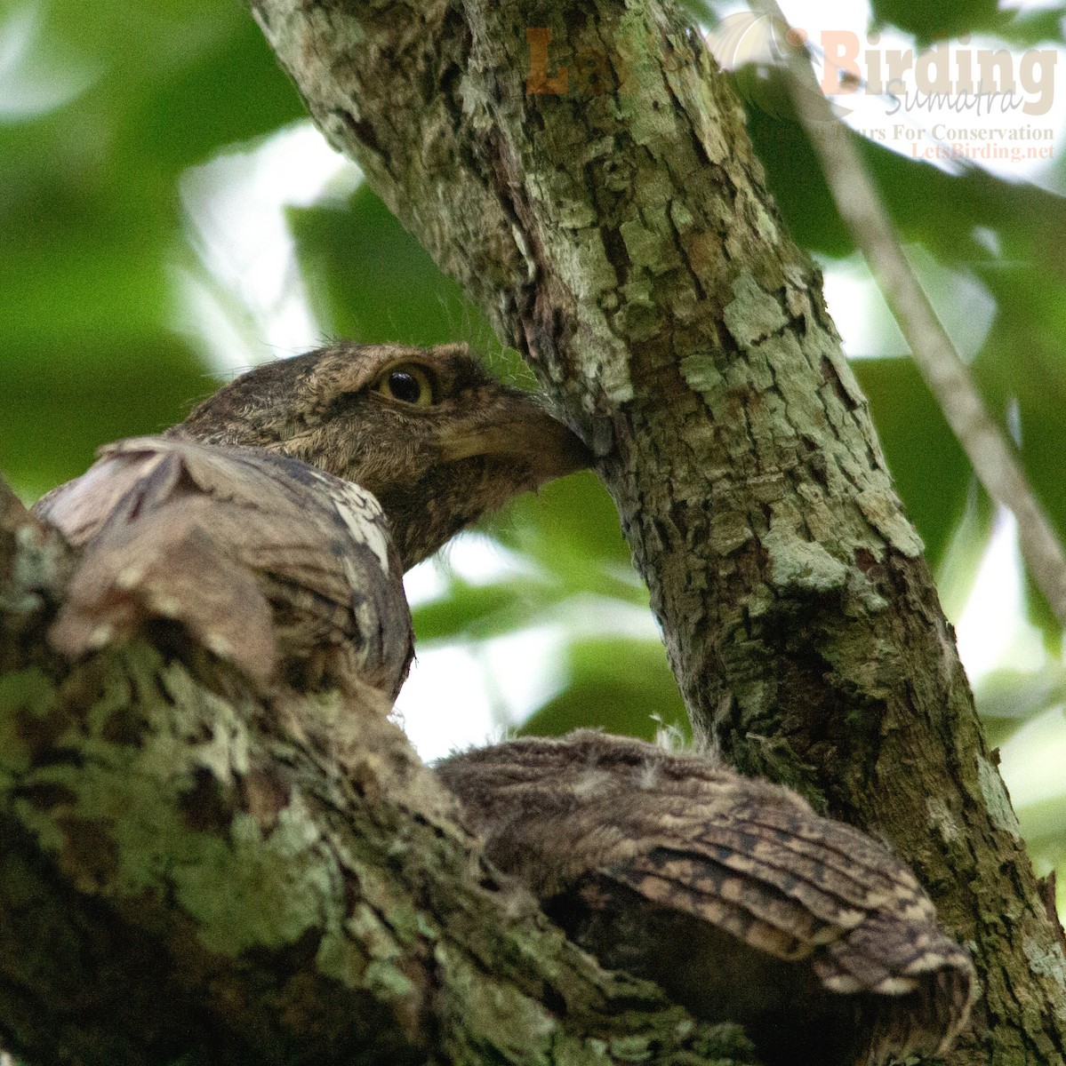 Sunda Frogmouth - ML627640462