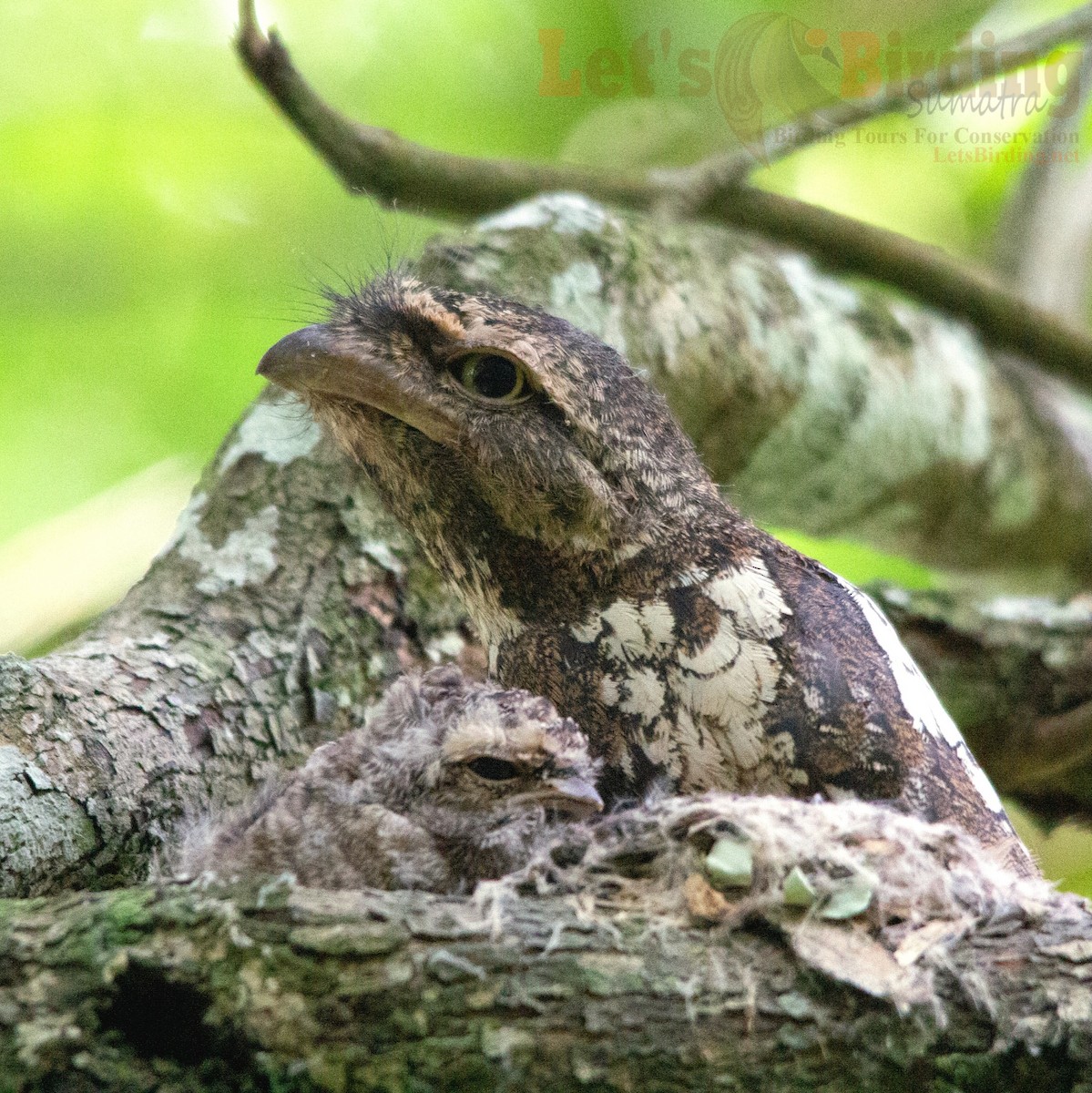 Sunda Frogmouth - ML627640463