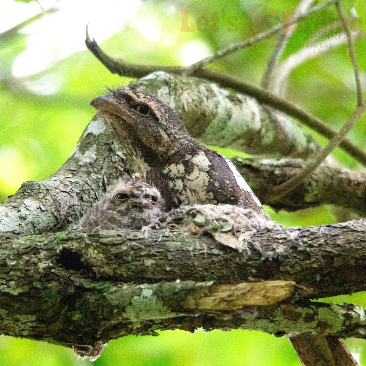 Sunda Frogmouth - ML627640464