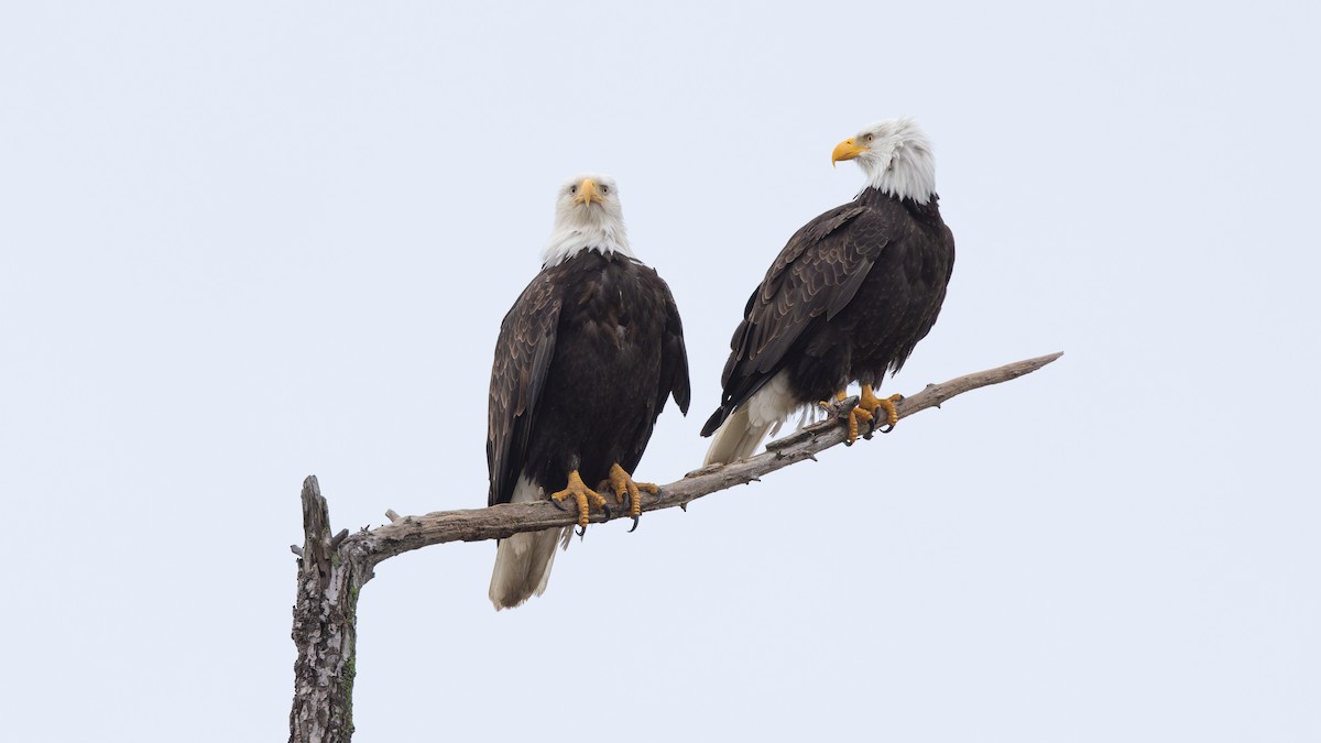 Bald Eagle - ML627640567