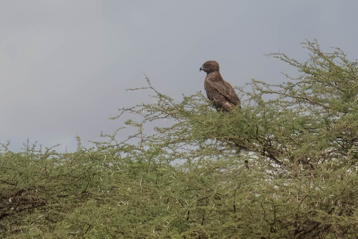 Brown Snake-Eagle - ML627640686