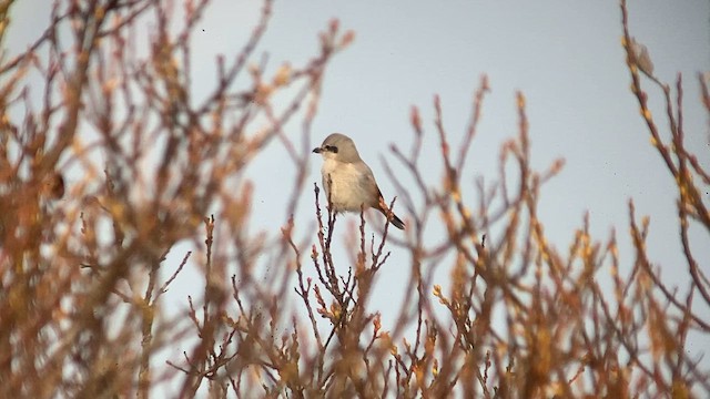 Northern Shrike - ML627640868