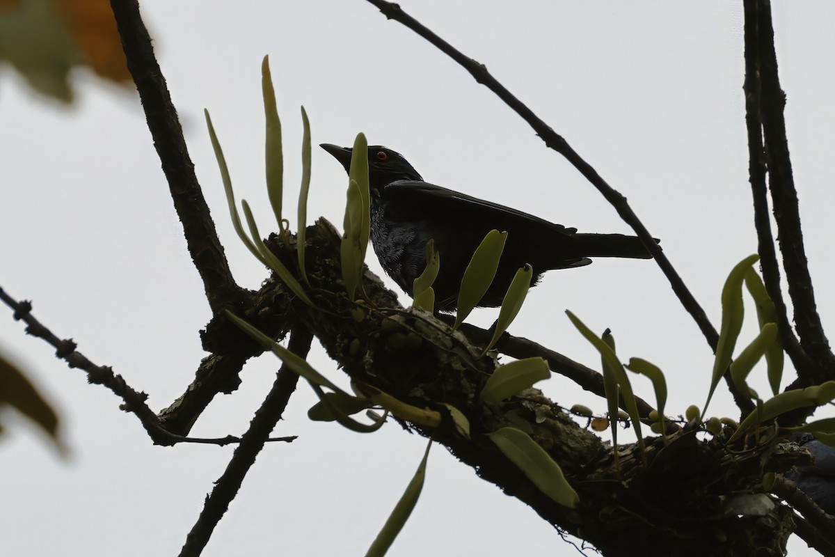 Asian Glossy Starling - ML627640886