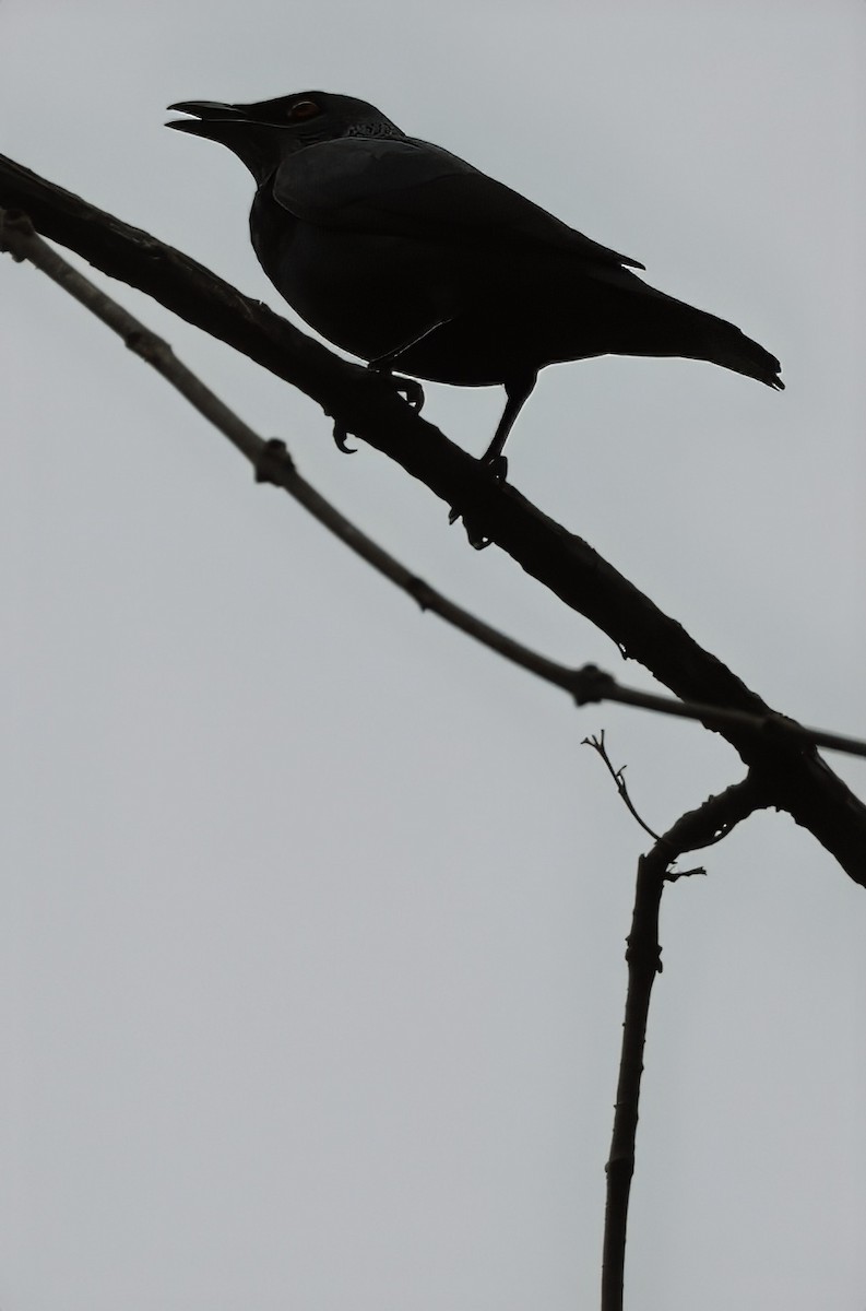 Asian Glossy Starling - ML627640887