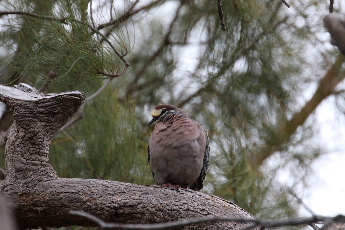 Common Bronzewing - ML627640898