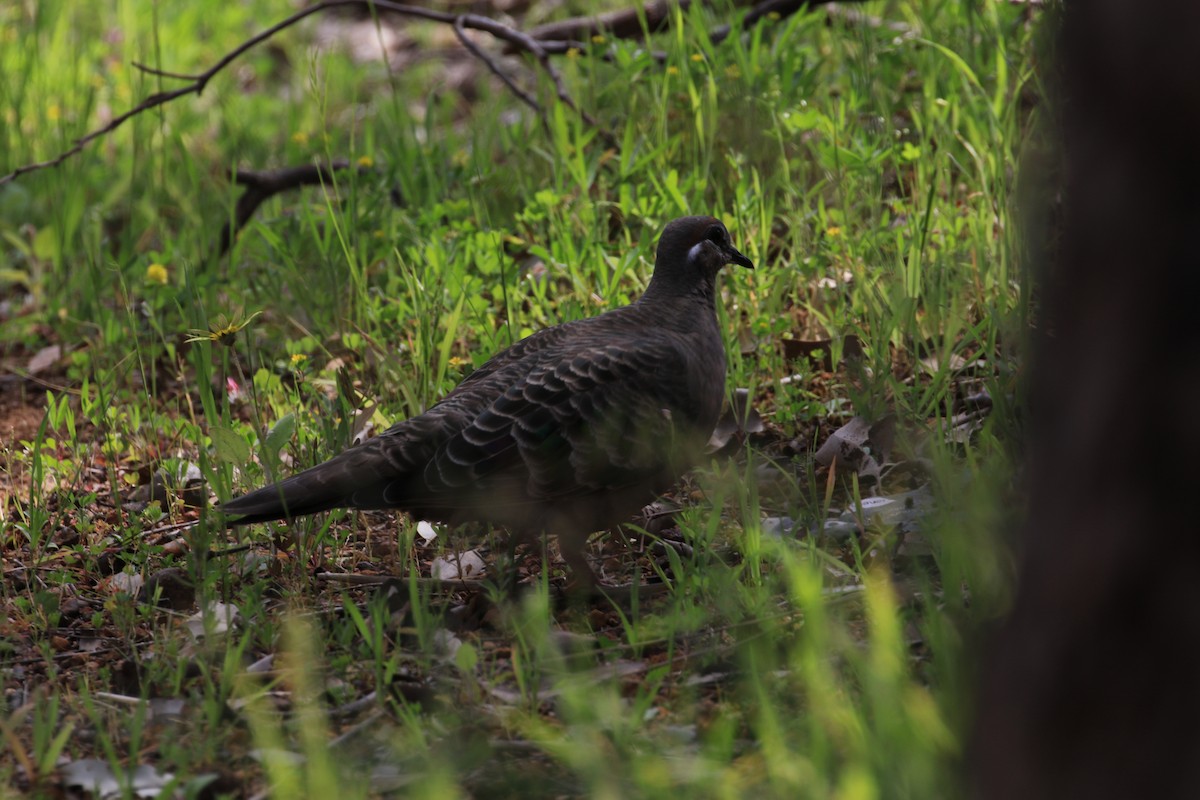 Common Bronzewing - ML627640906