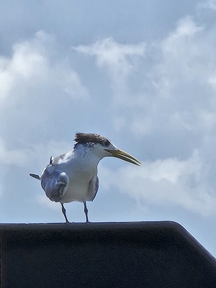 Great Crested Tern - ML627640973