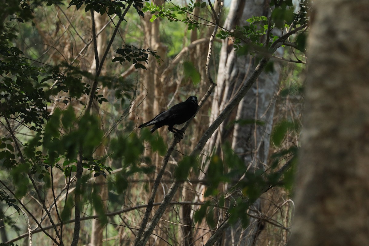 Torresian Crow - ML627641016
