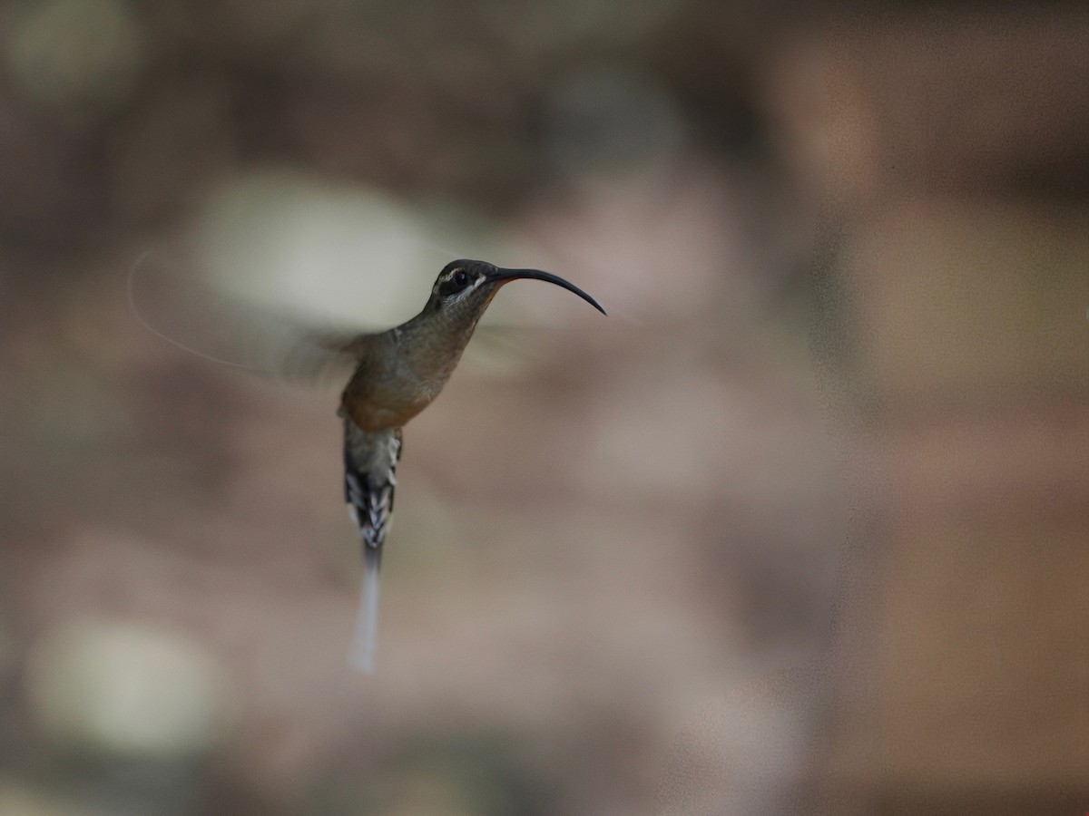 Great-billed Hermit - ML627641480