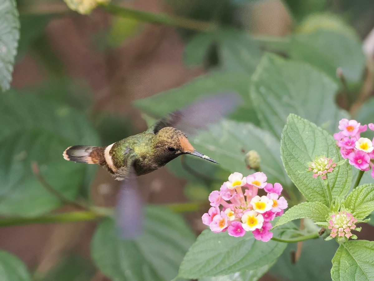 Rufous-crested Coquette - ML627641547