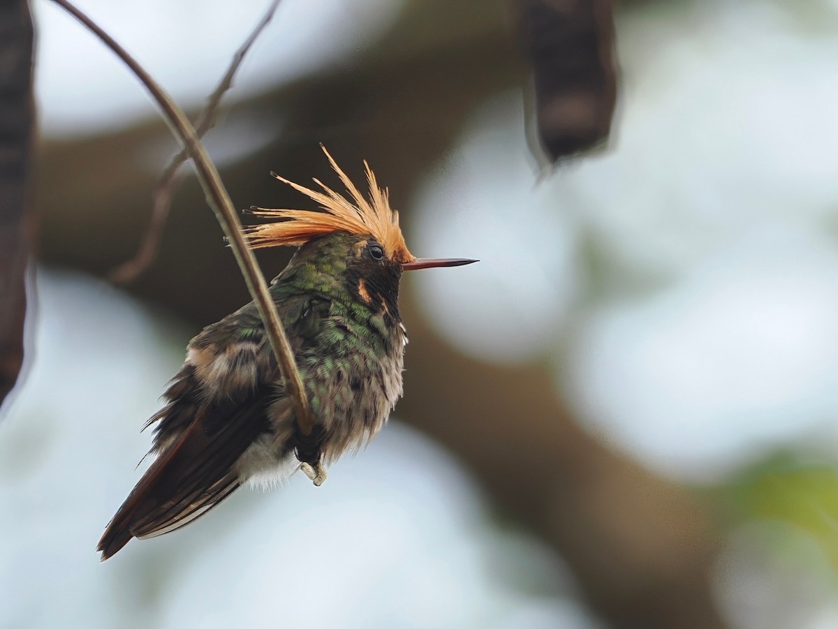 Rufous-crested Coquette - ML627641548