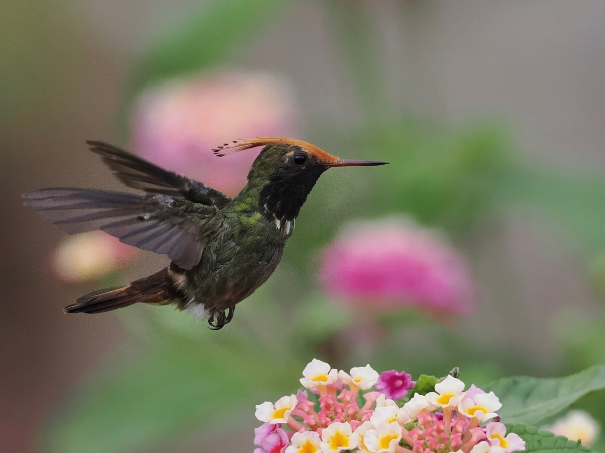 Rufous-crested Coquette - ML627641549