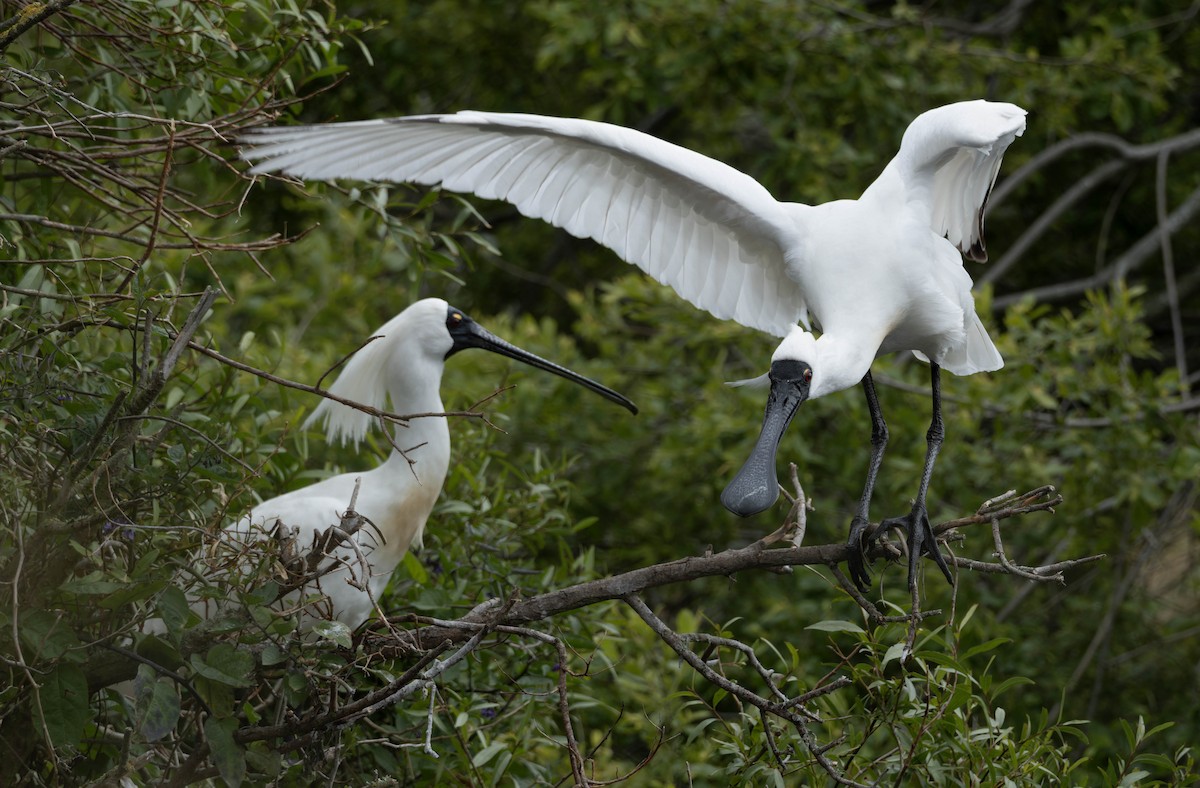 Royal Spoonbill - ML627641569