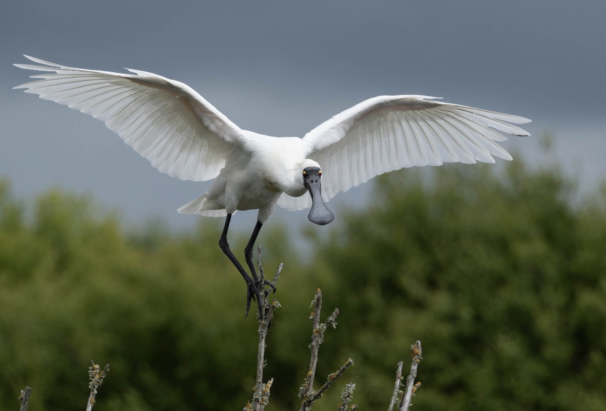 Royal Spoonbill - ML627641572