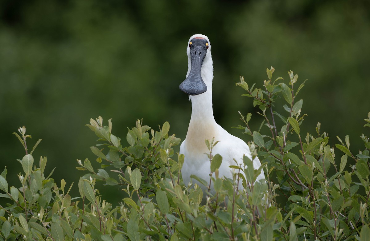 Royal Spoonbill - ML627641579