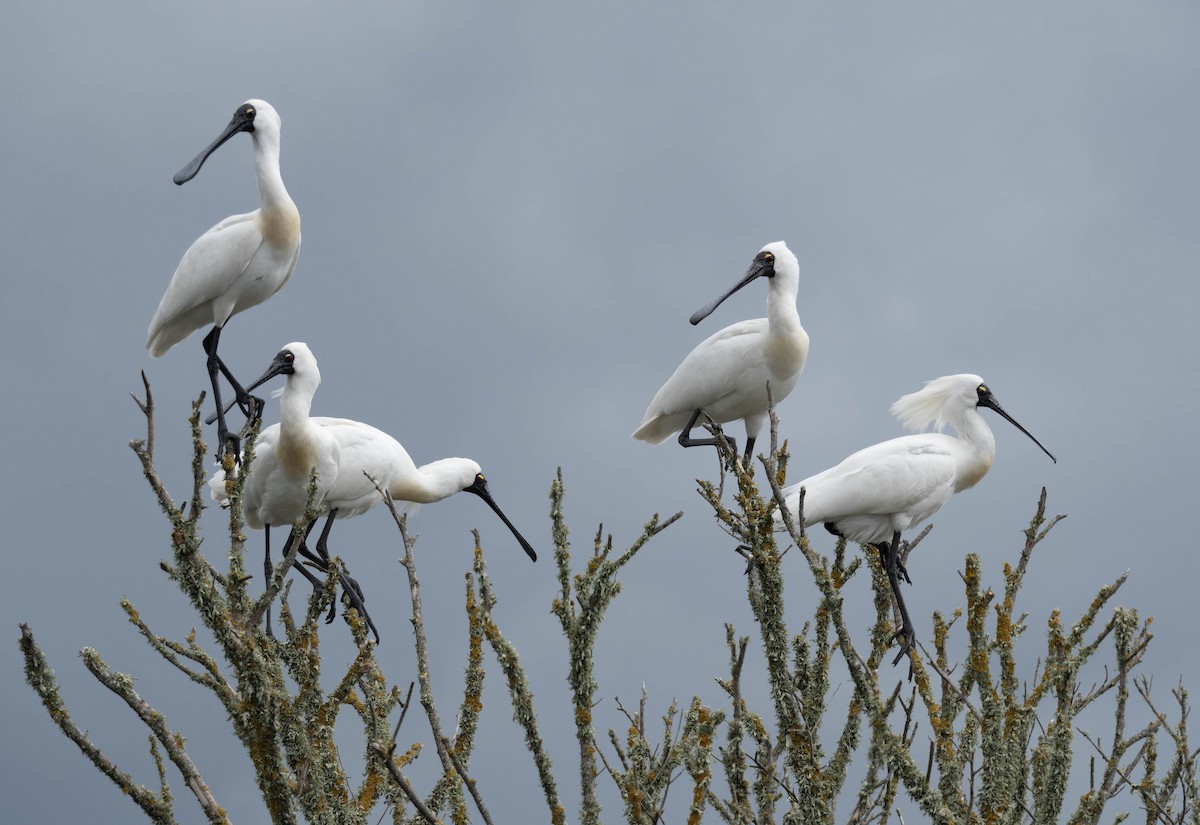 Royal Spoonbill - ML627641580