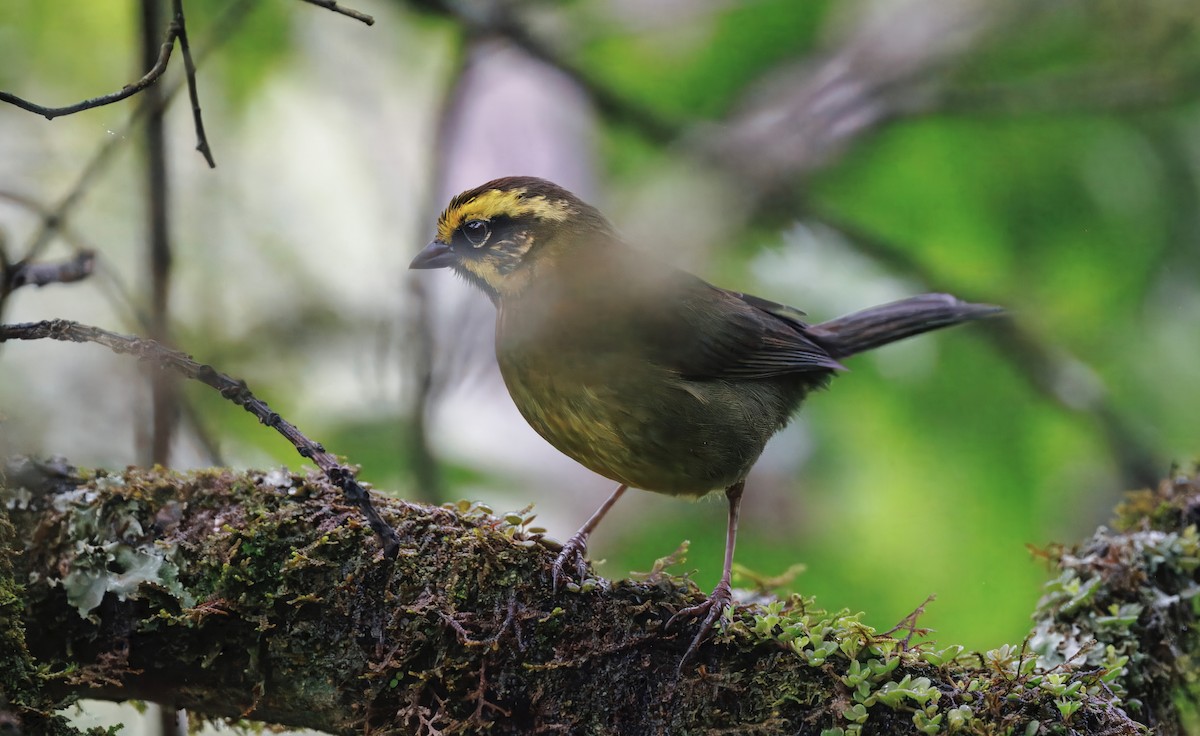 Yellow-striped Brushfinch - ML627641592