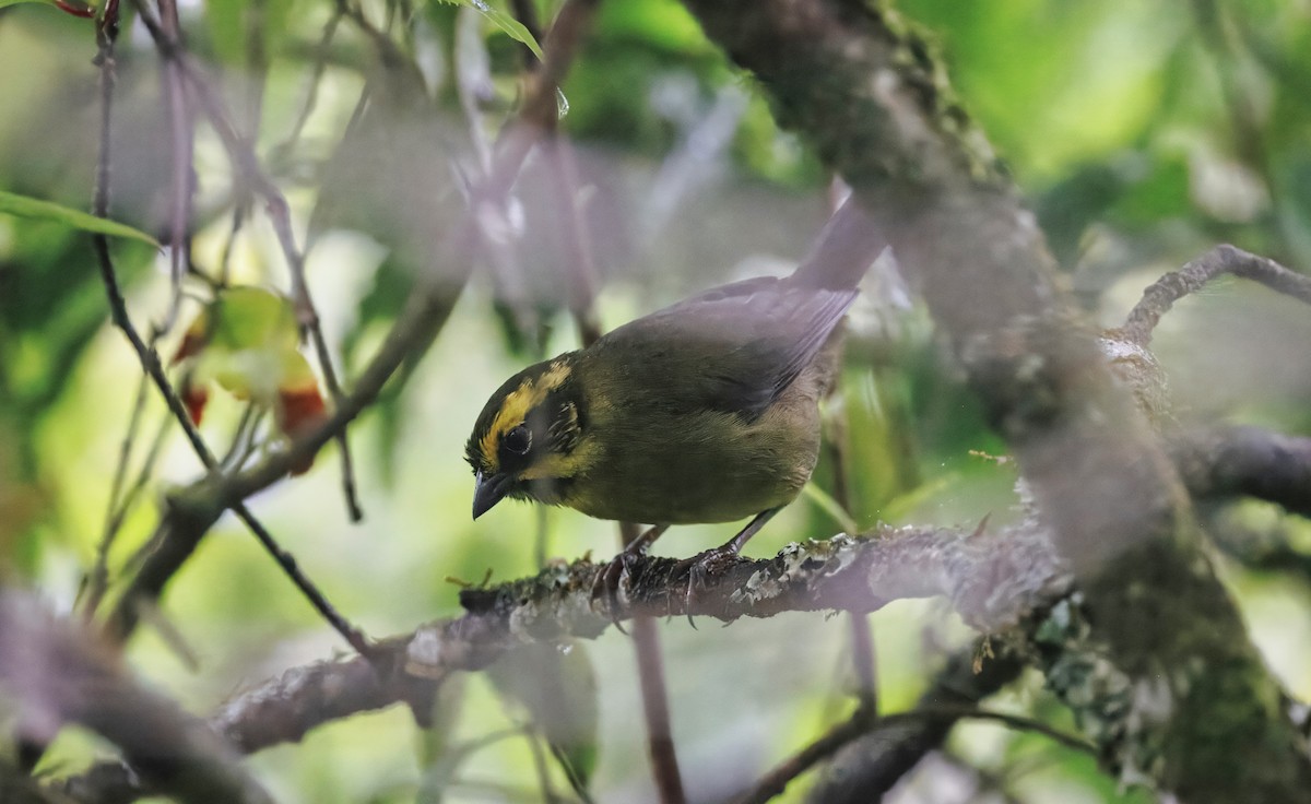 Yellow-striped Brushfinch - ML627641593