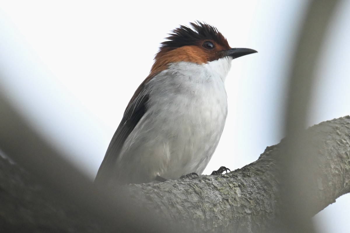 Chestnut Bulbul - ML627641664