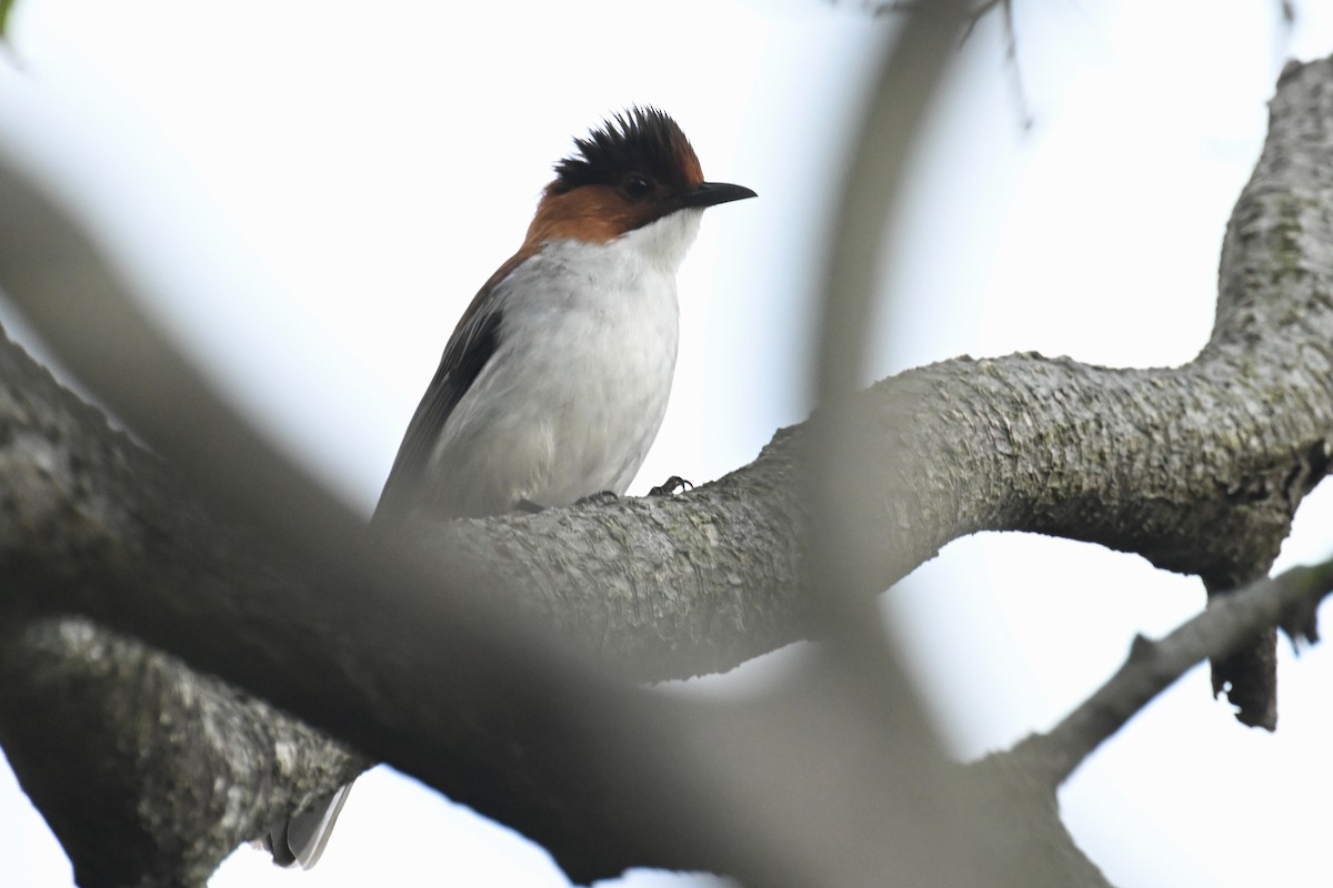 Chestnut Bulbul - ML627641665