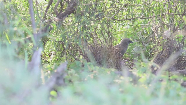 Spotted Bowerbird - ML627641712