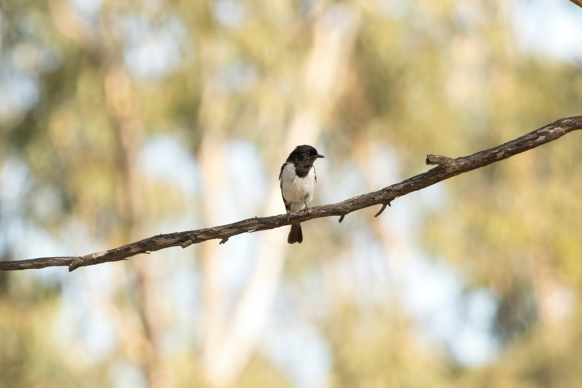 Hooded Robin - ML627641716