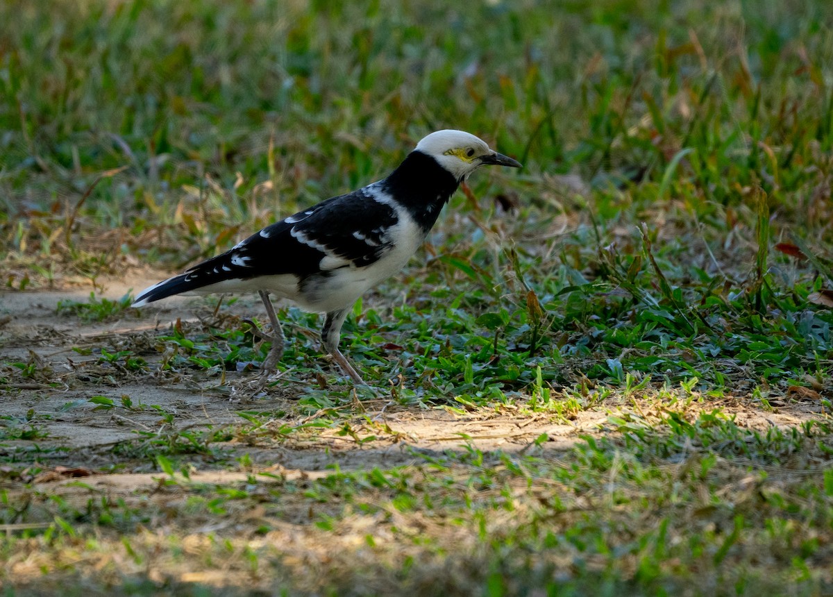 黑領椋鳥 - ML627641829