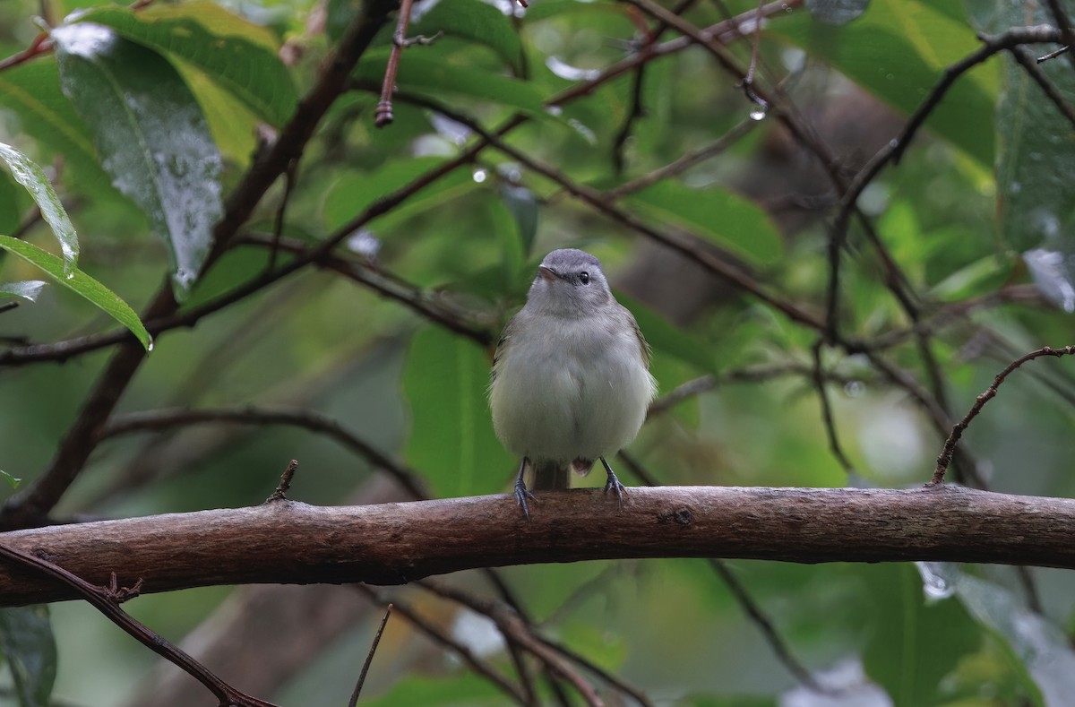 Buff-banded Tyrannulet - ML627641942