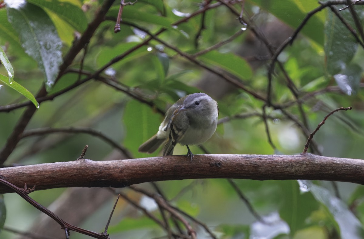 Buff-banded Tyrannulet - ML627641943