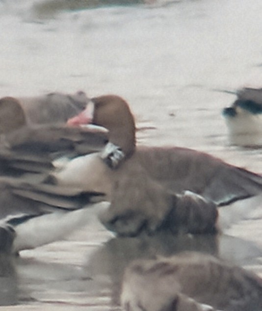 Манхин галуу - ML627642025