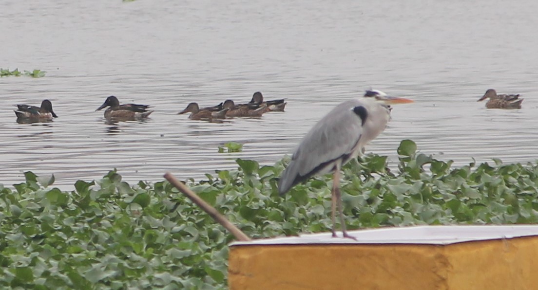 Northern Shoveler - ML627642142