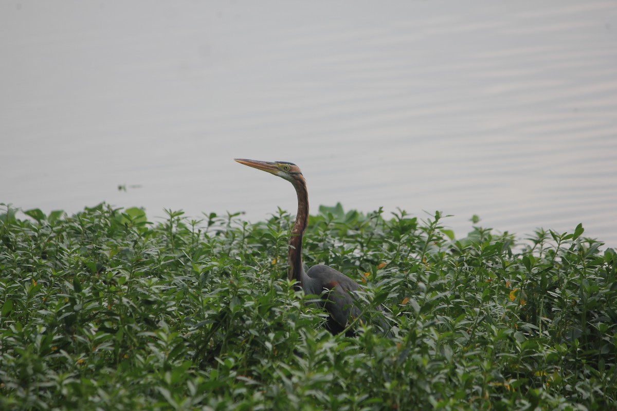 Purple Heron - ML627642159