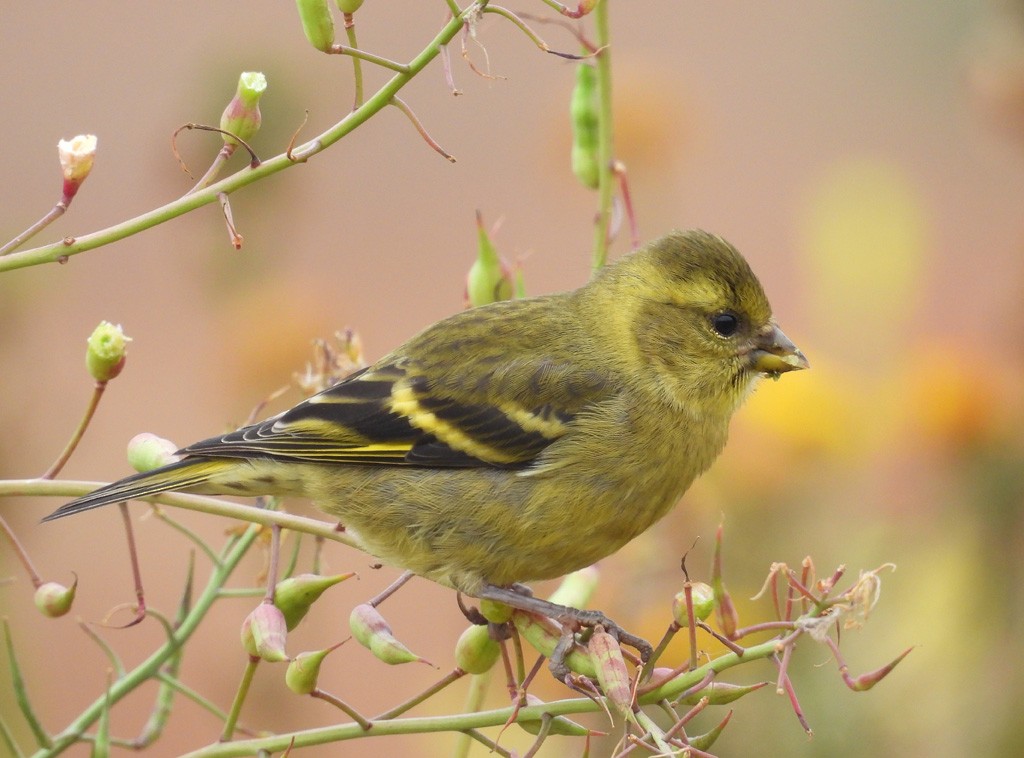 Black-chinned Siskin - ML627642190