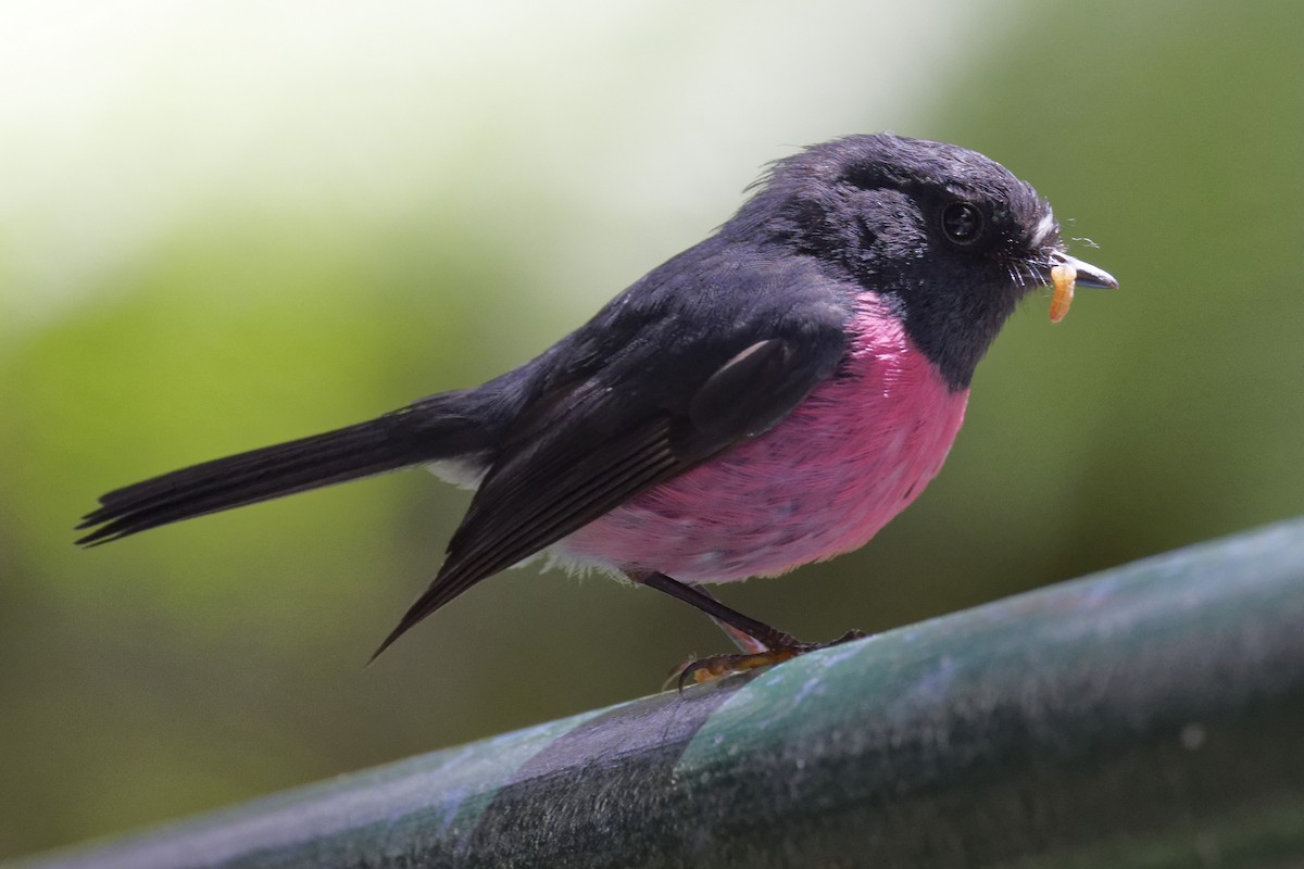 Pink Robin - ML627642396