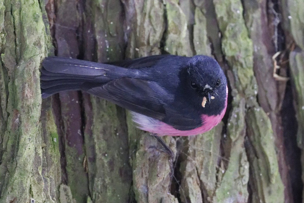Pink Robin - ML627642421