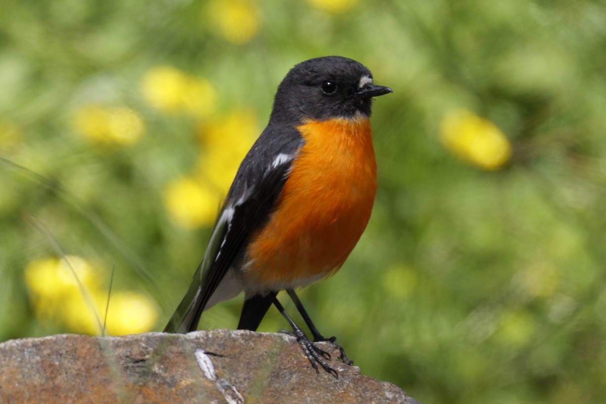 Flame Robin - ML627642436