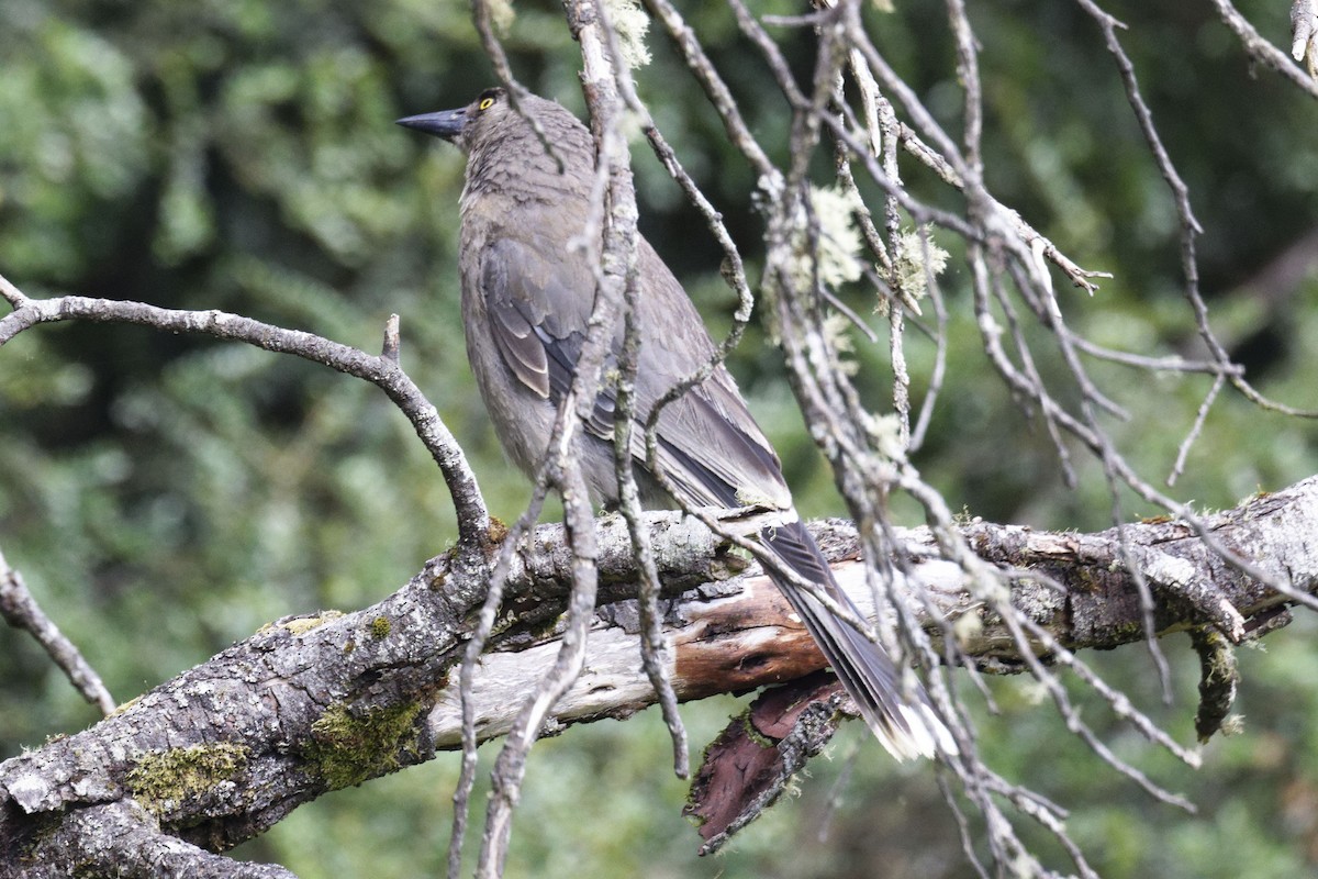 Gray Currawong - ML627642445