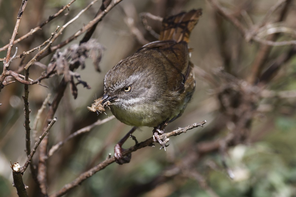 White-browed Scrubwren - ML627642448