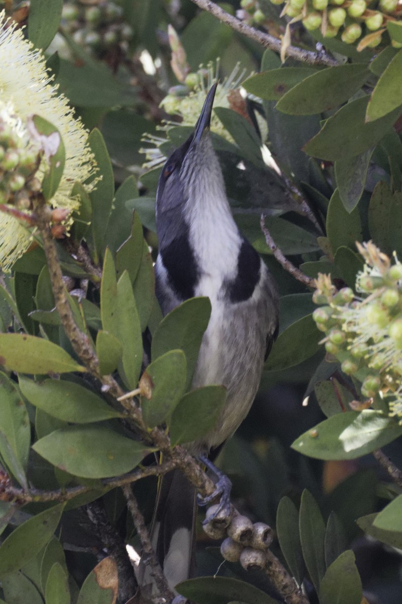 Crescent Honeyeater - ML627642451