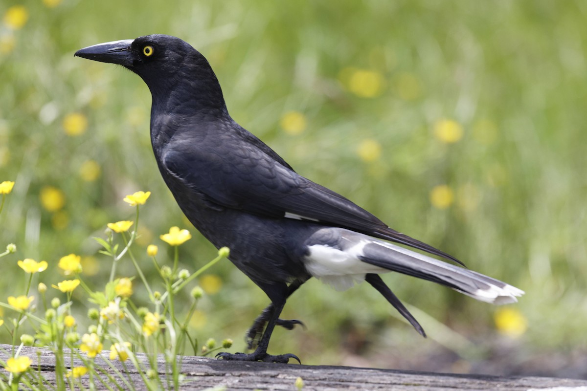 Pied Currawong - ML627642455