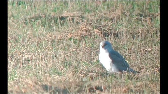 Pallid Harrier - ML627642480