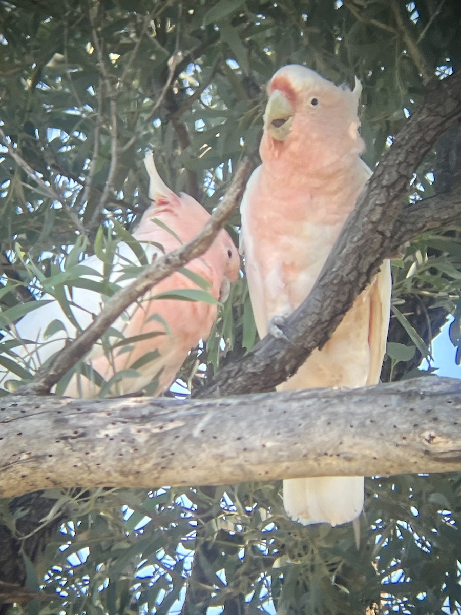 Pink Cockatoo - ML627642503