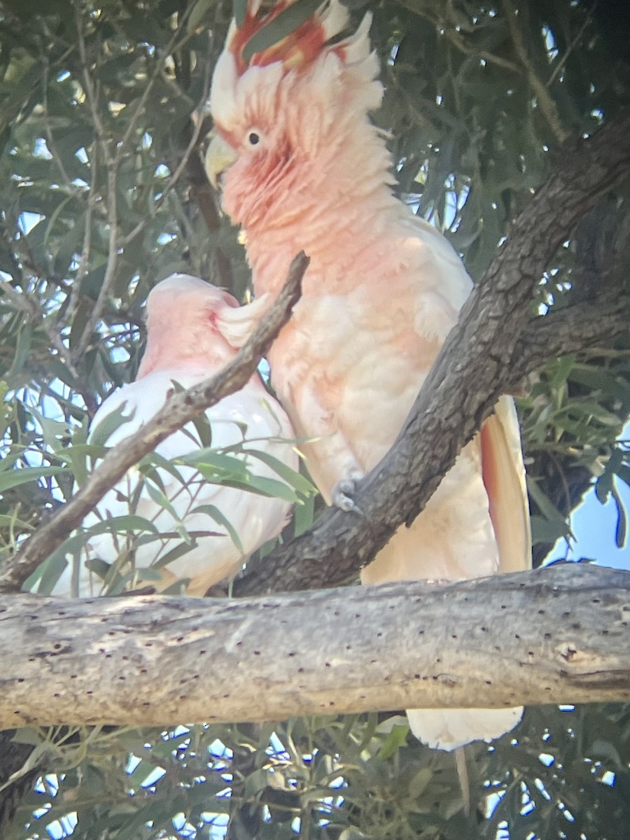 Pink Cockatoo - ML627642506