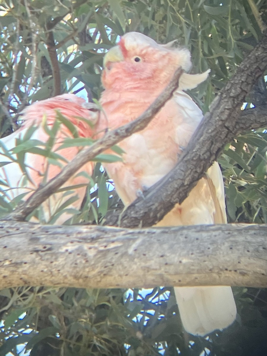 Pink Cockatoo - ML627642507