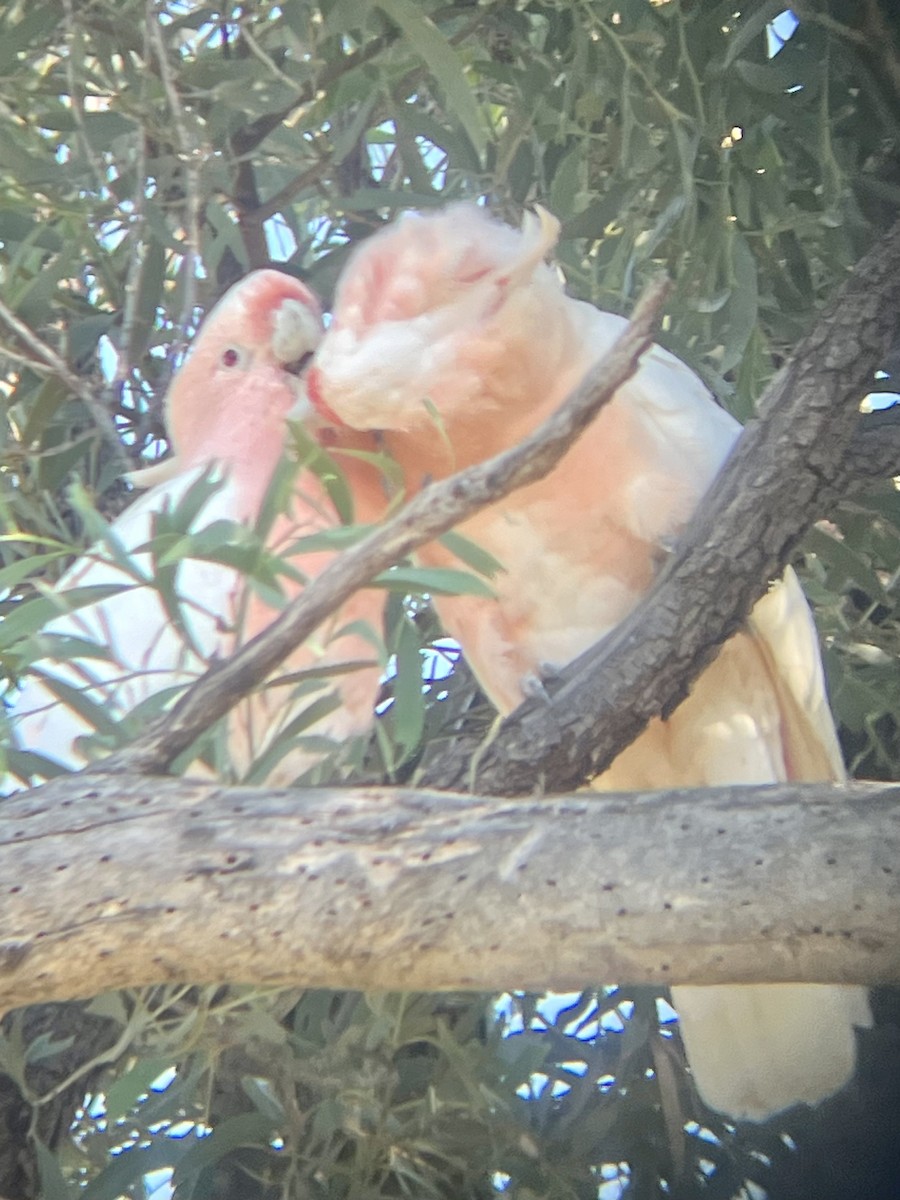 Pink Cockatoo - ML627642508