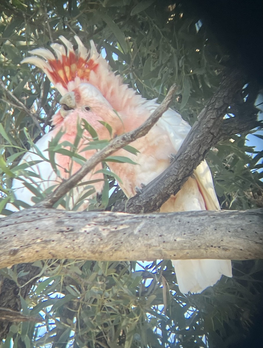 Pink Cockatoo - ML627642509