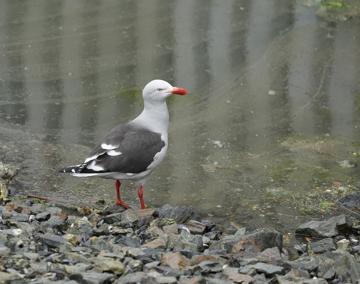 Dolphin Gull - ML627642534